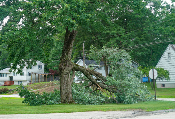 Best Tree Disease Treatment  in Spencerville, OH